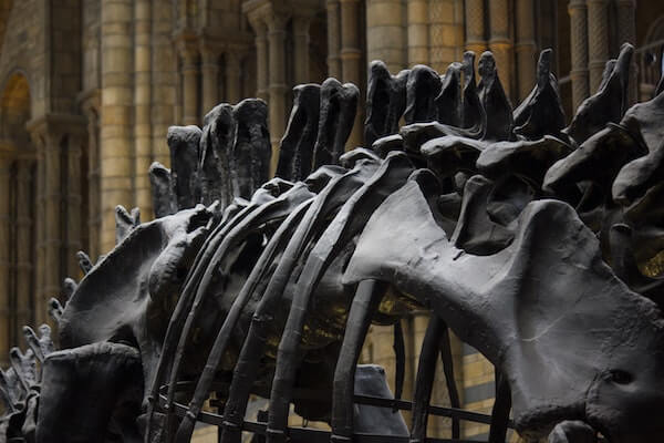 Study Removes Human Bias From Debate Over Dinosaurs Demise research study by Dartmouth College